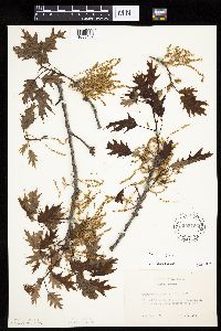 Quercus rubra image