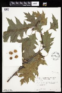 Quercus rubra image