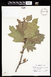 Quercus rubra image