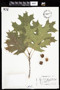 Quercus velutina image