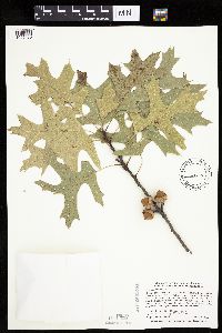 Quercus velutina image