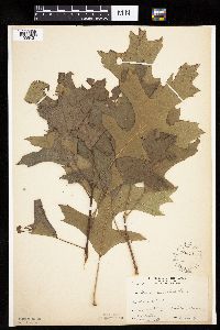 Quercus velutina image