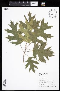 Quercus velutina image