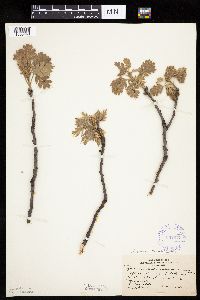 Quercus velutina image