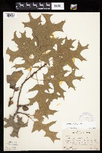 Quercus velutina image