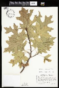 Quercus ellipsoidalis x velutina image
