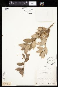 Thumbnail image of current specimen