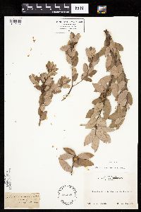 Thumbnail image of current specimen