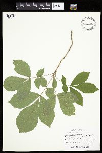 Carya cordiformis image