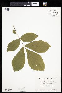 Carya cordiformis image