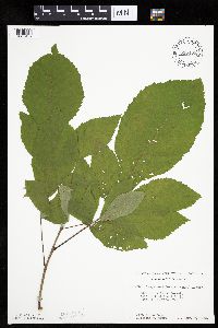 Carya cordiformis image
