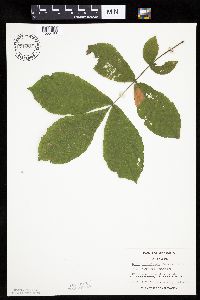 Carya cordiformis image