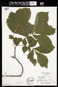 Carya cordiformis image