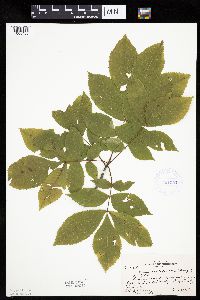 Carya cordiformis image