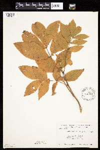 Carya cordiformis image