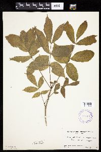 Carya cordiformis image