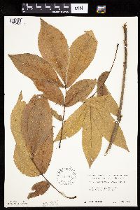 Carya cordiformis image
