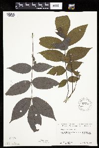 Carya cordiformis image