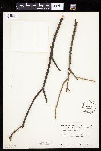 Carya cordiformis image