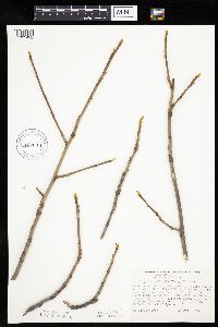 Carya cordiformis image