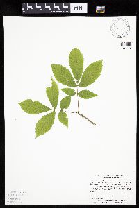 Carya cordiformis image