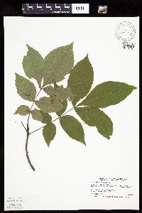 Carya cordiformis image