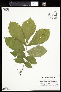 Carya cordiformis image
