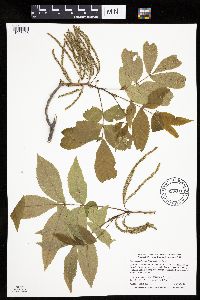 Carya cordiformis image