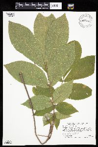 Carya cordiformis image