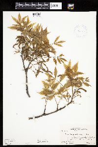 Carya cordiformis image