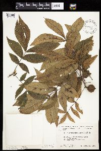 Carya cordiformis image