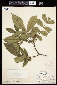 Carya cordiformis image