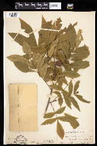 Carya cordiformis image