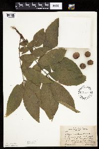 Carya cordiformis image