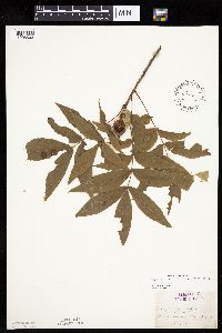 Carya cordiformis image