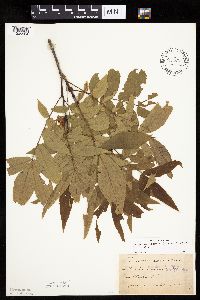 Carya cordiformis image