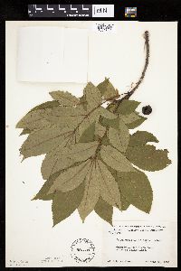 Carya cordiformis image