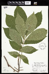 Carya cordiformis image