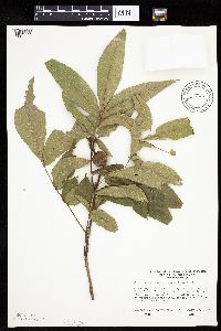 Carya cordiformis image