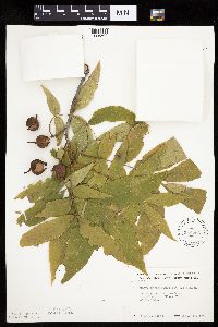 Carya cordiformis image