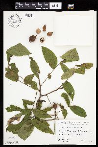 Carya cordiformis image