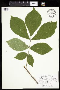 Carya cordiformis image