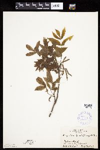 Carya cordiformis image
