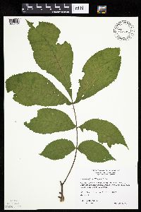 Carya cordiformis image