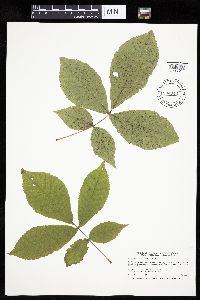Carya cordiformis image