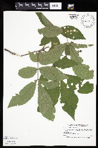 Carya cordiformis image