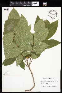 Carya cordiformis image