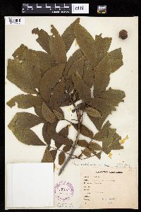 Carya cordiformis image