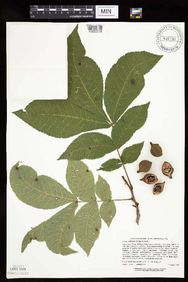 Carya cordiformis image