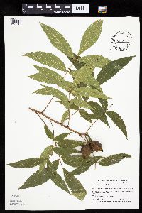Carya cordiformis image
